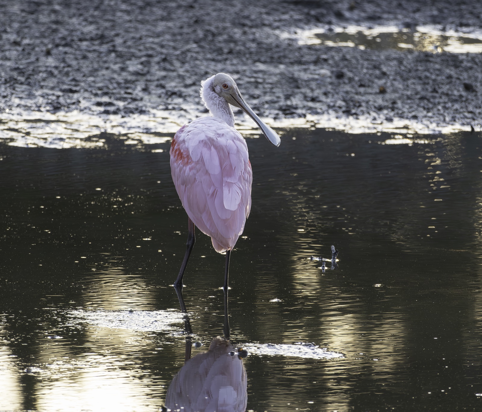 Roseate Spoonbill in Shallow Water, Florida — fine art print