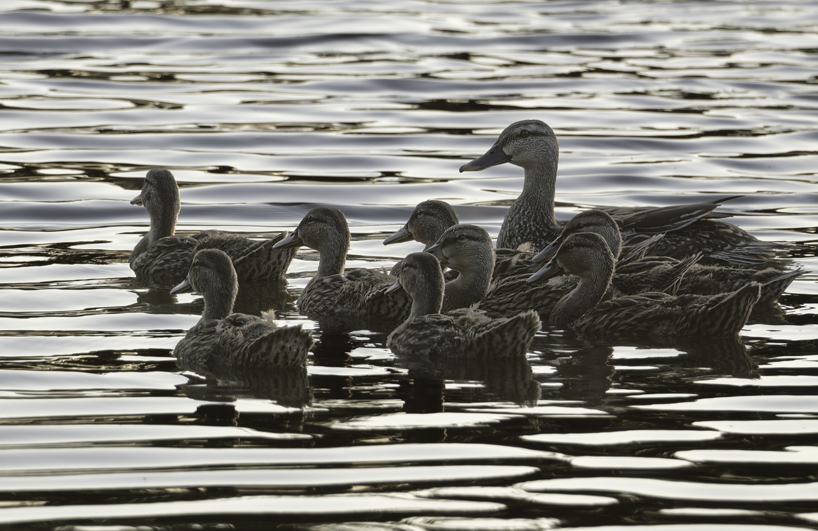 Ducks Clustered on Rippled Water, Florida — fine art print
