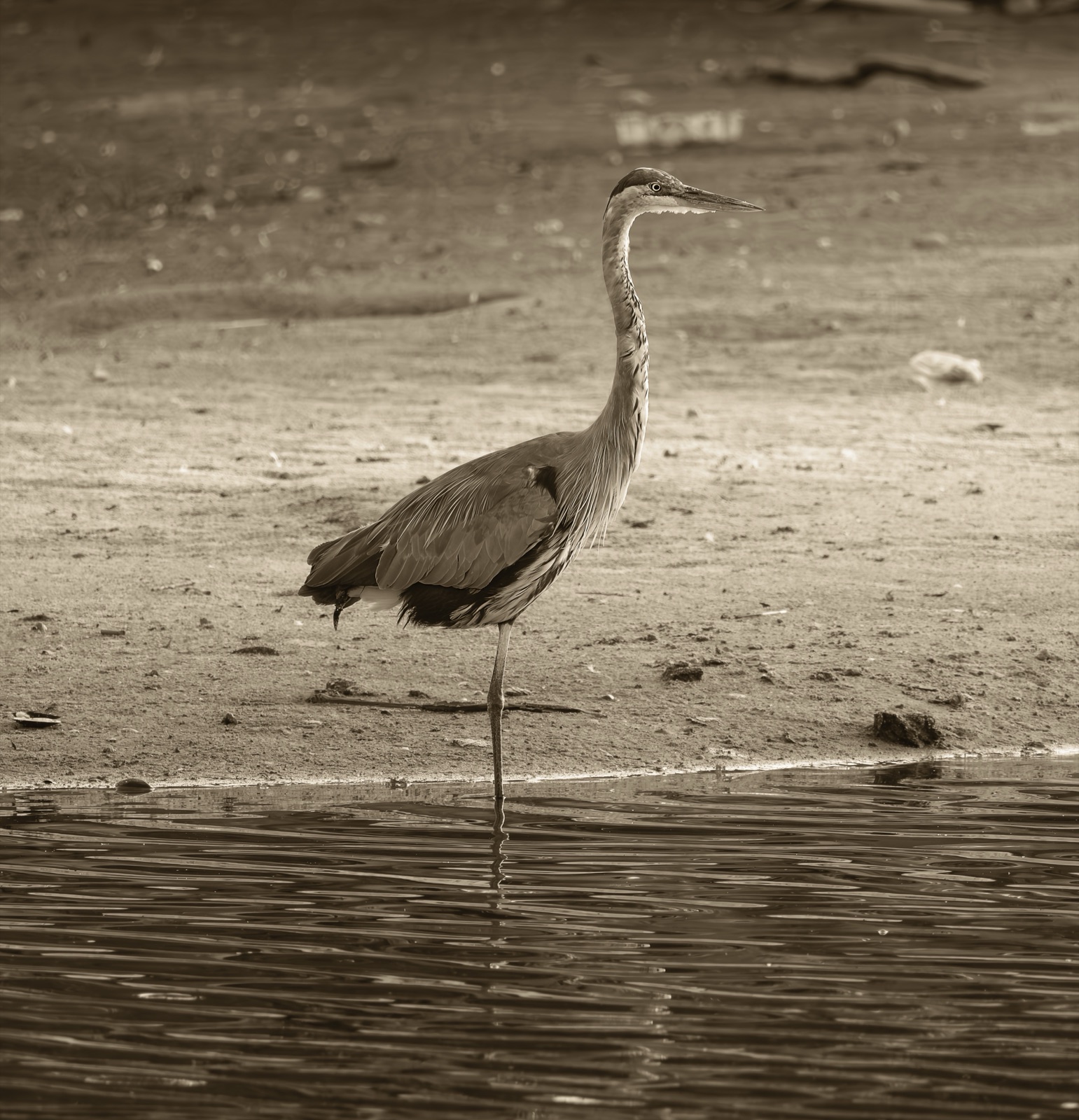 Great Blue Heron at the Waterline, Florida — fine art print
