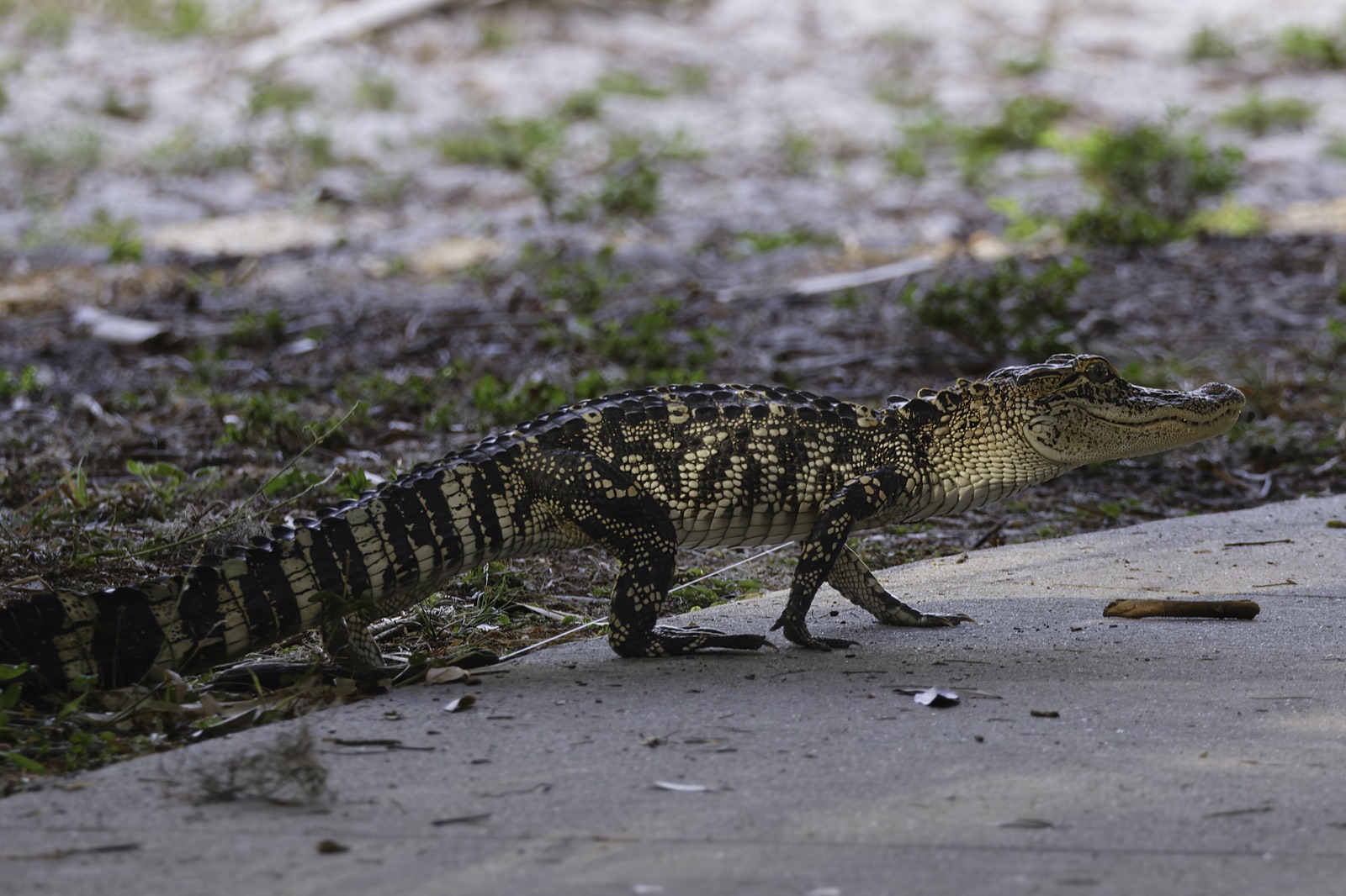 Young Alligator on a Concrete Path, Florida — fine art print