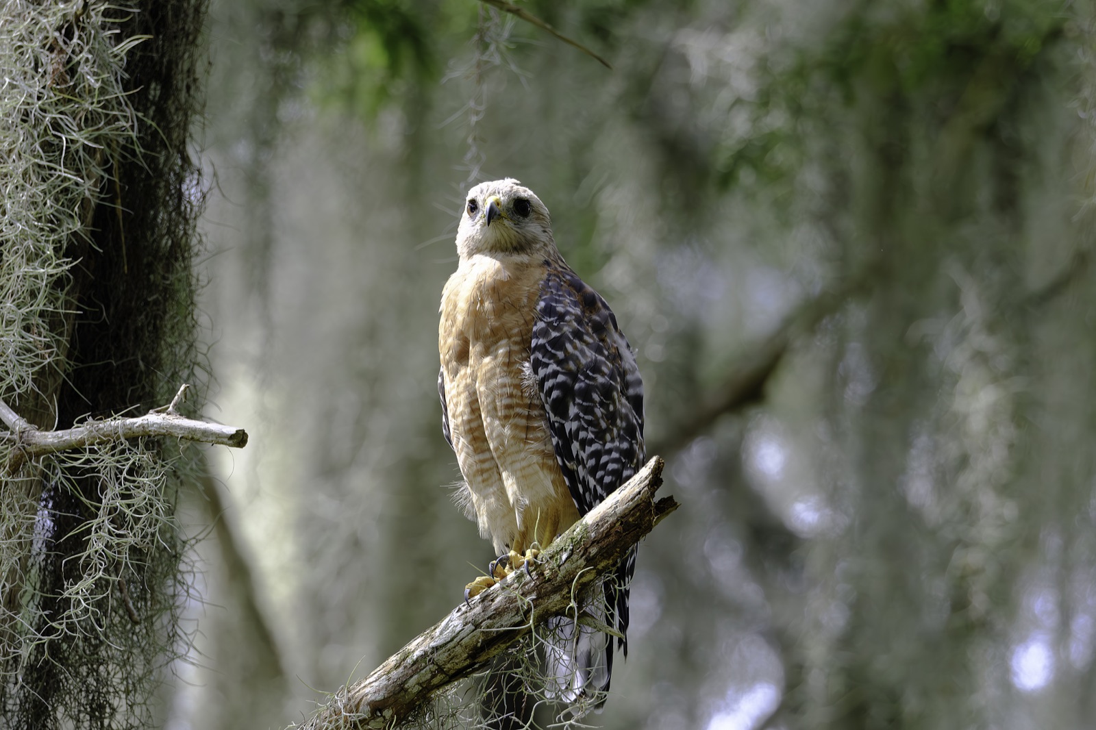 Red-shouldered Hawk beside Spanish Moss, Florida — fine art print
