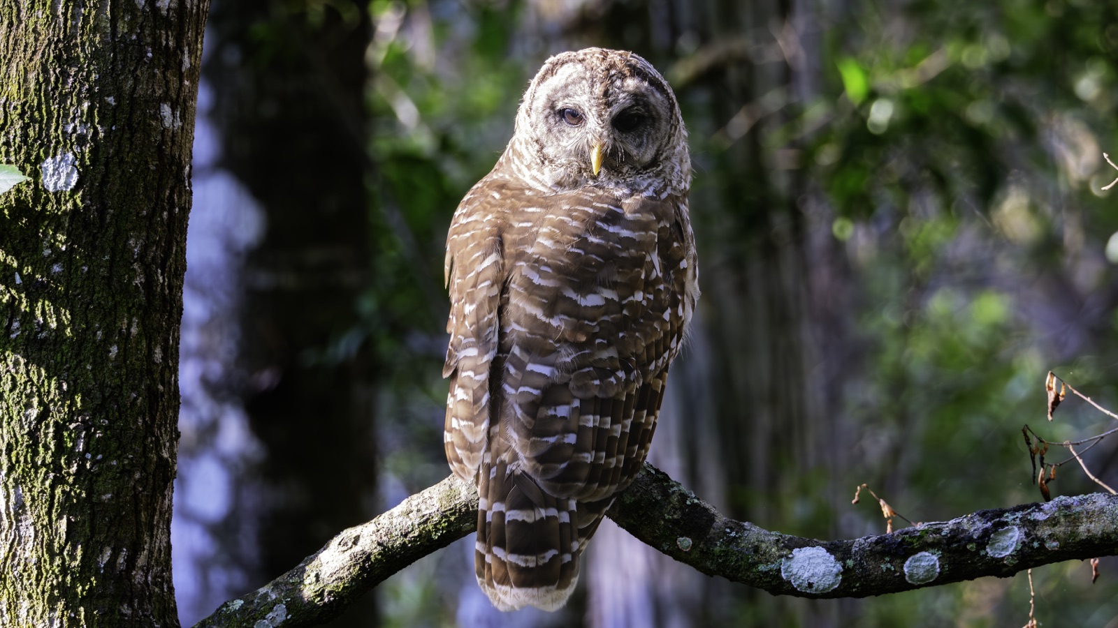 Barred Owl Sitting on a Lichen-Covered Branch, Florida — fine art print