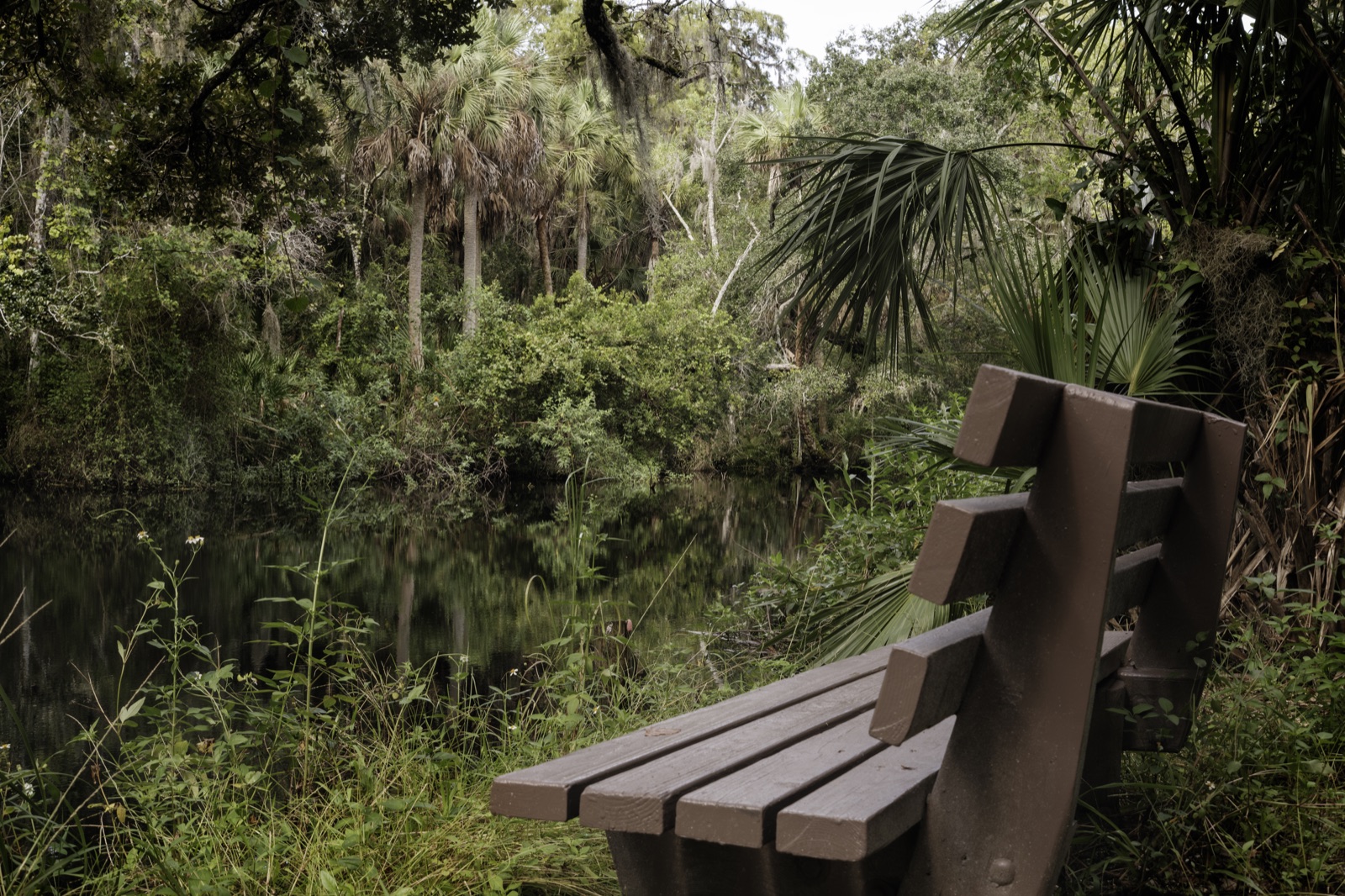 Wooden Bench Facing Palms and Still Water, Florida — fine art print