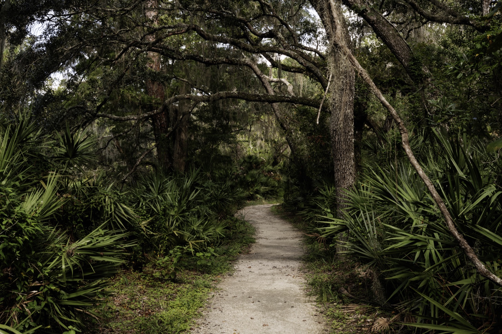 Sandy Path under Oaks and Palmetto, Florida — fine art print