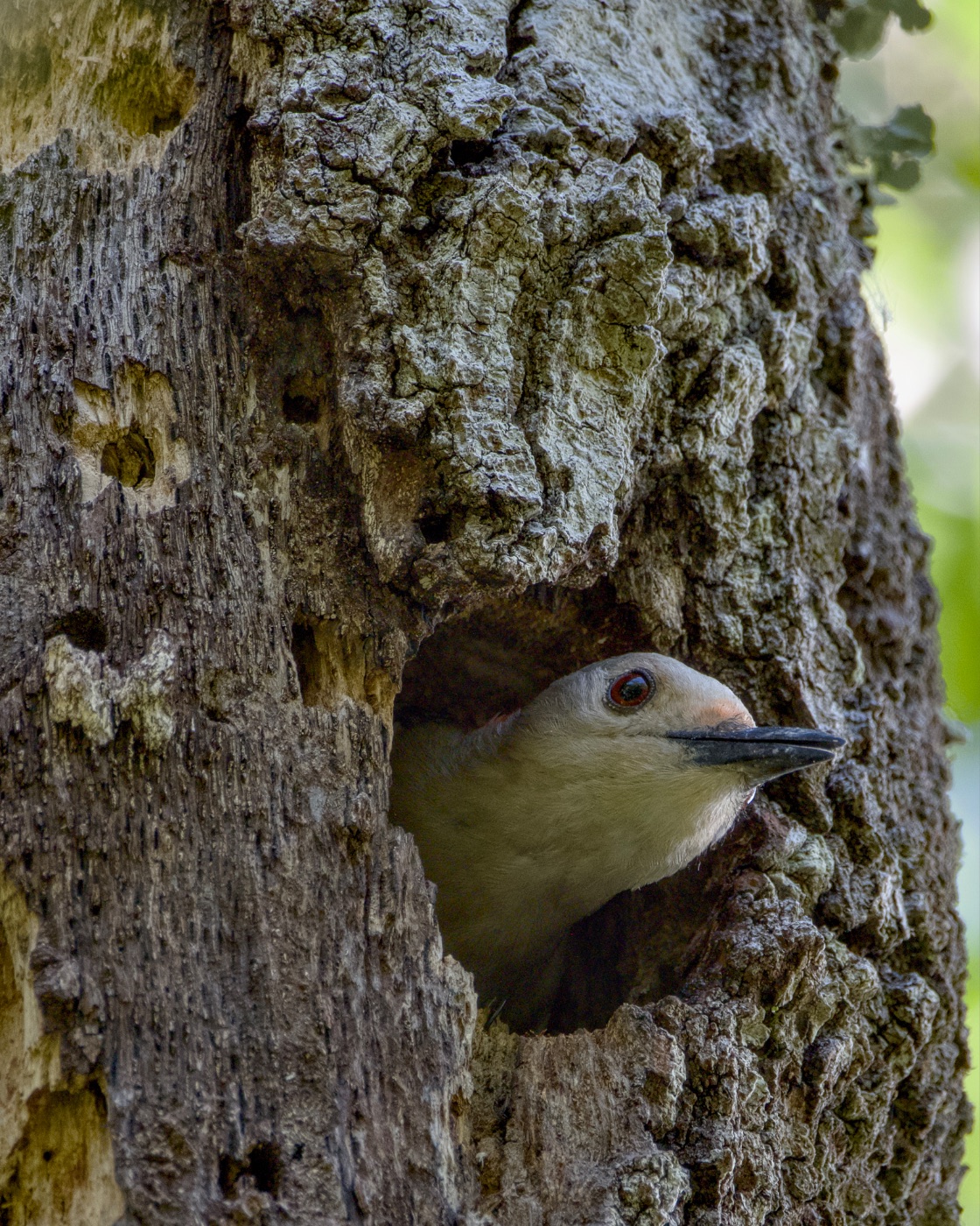 Woodpecker Looking from a Tree Cavity, Florida — fine art print
