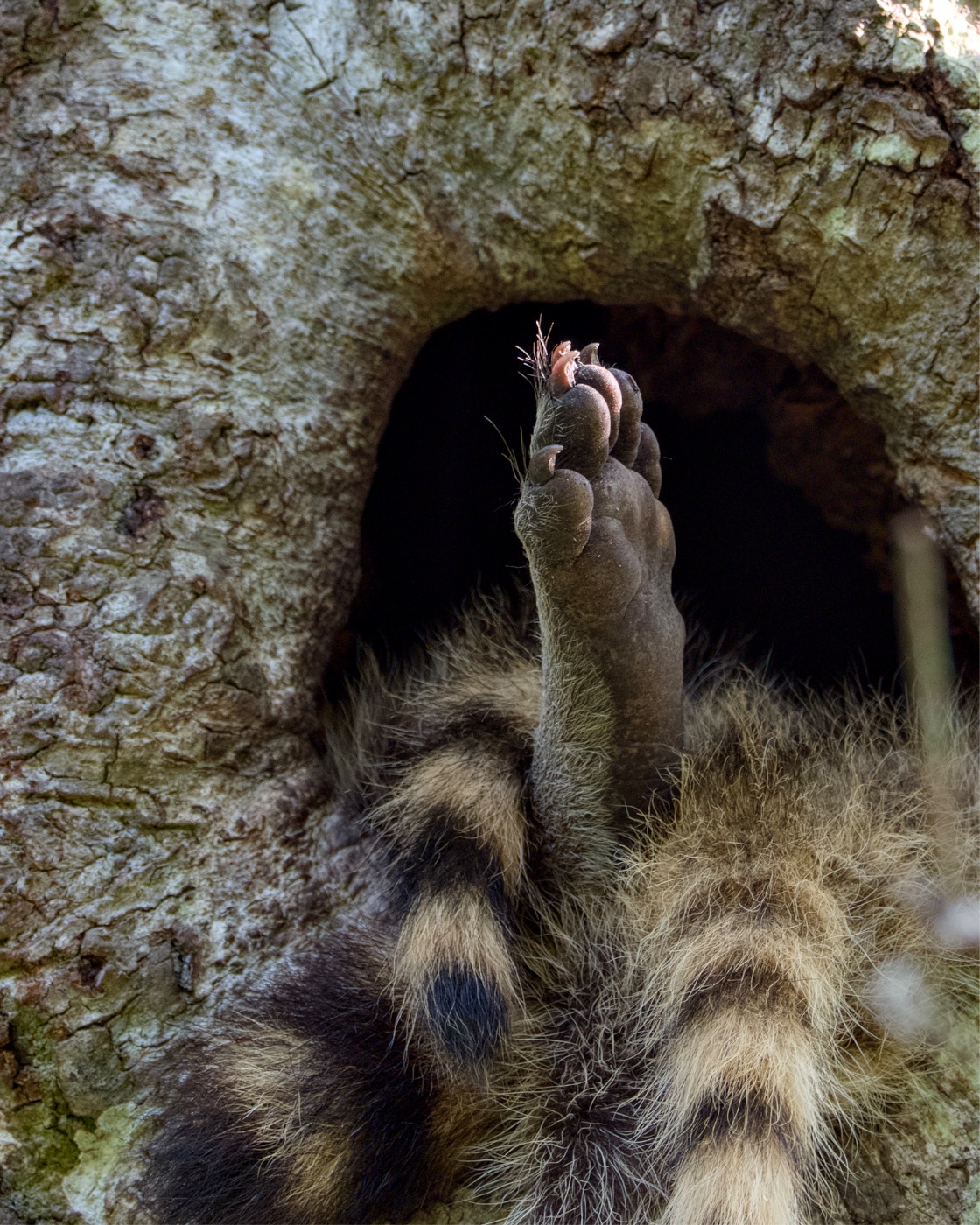 Raccoon Paw Raised in a Tree Hollow, Florida — fine art print
