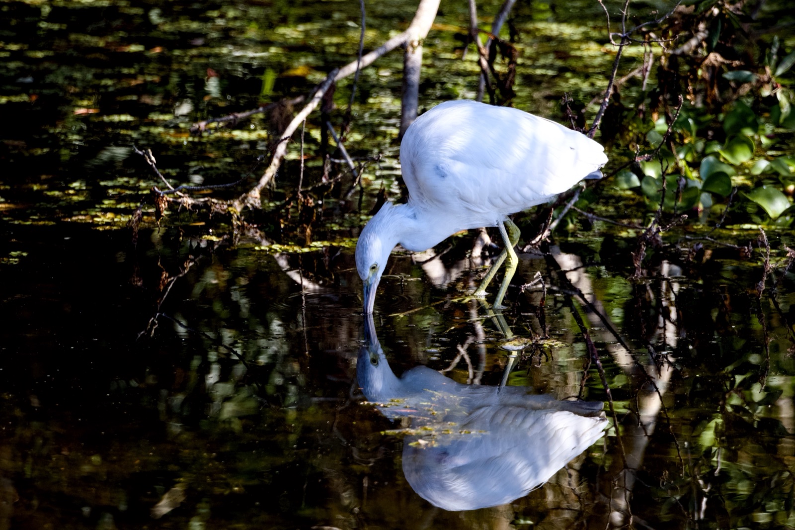 Egret Reflected in Dark Still Water, Florida — fine art print