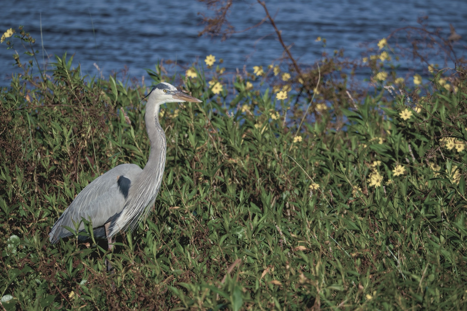 Great Blue Heron among Yellow Flowers, Florida — fine art print
