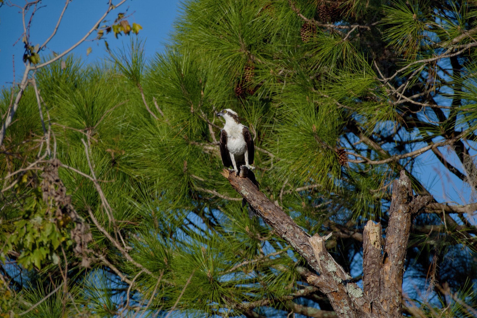 Osprey Perched on a Pine Limb, Florida — fine art print