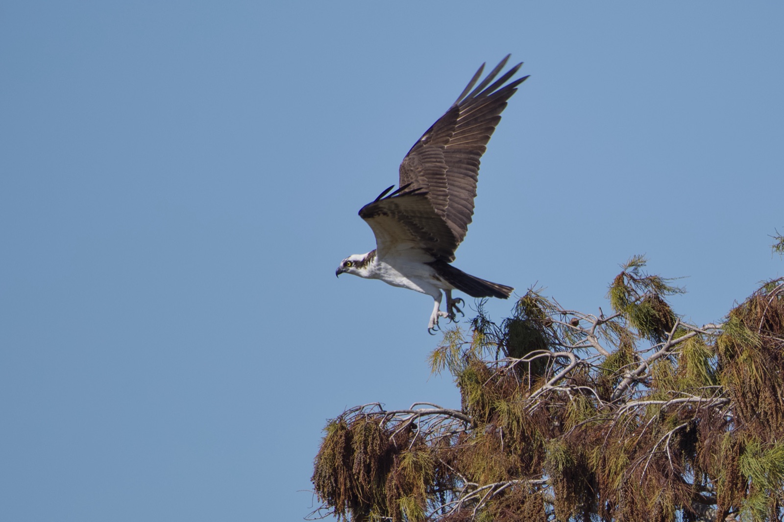 Osprey Flying over a Tree Crown, Florida — fine art print