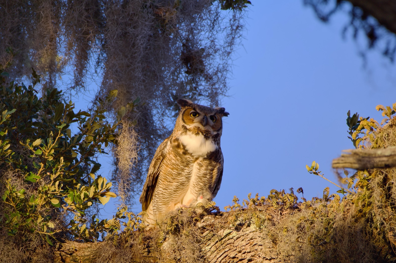 Great Horned Owl on a Sunlit Branch, Florida — fine art print