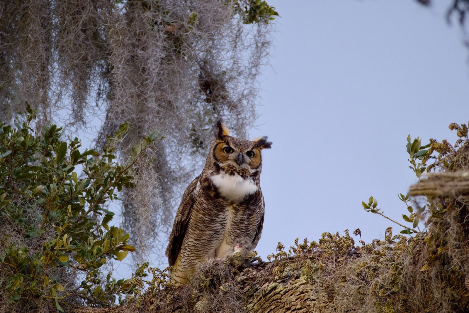 Great Horned Owl with Prey on a Limb, Florida — fine art print