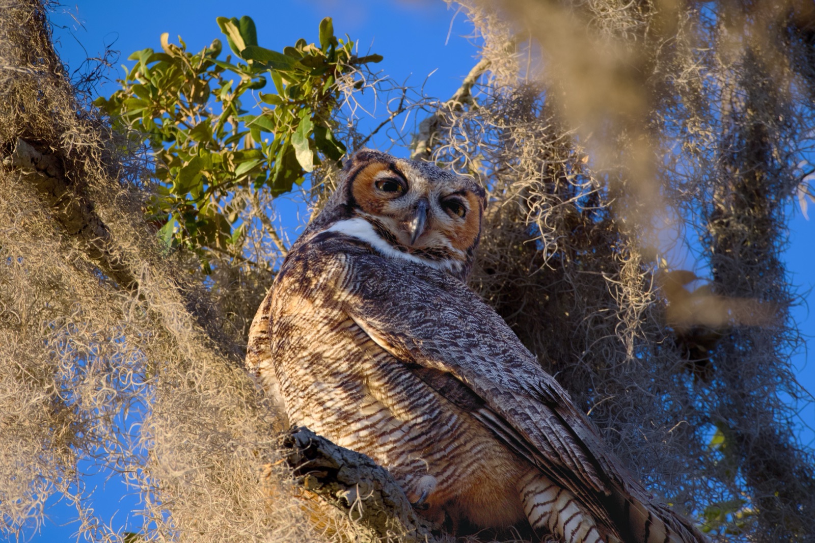 Great Horned Owl Framed by Spanish Moss, Florida — fine art print