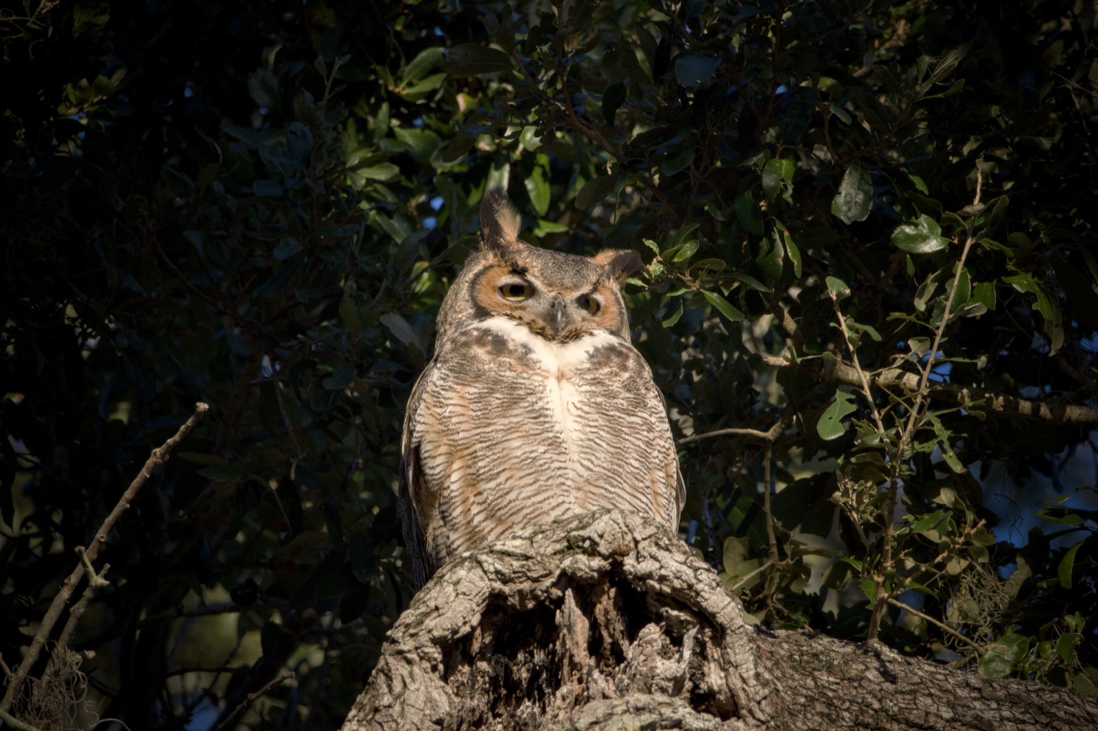 Great Horned Owl on a Hollow Trunk, Florida — fine art print