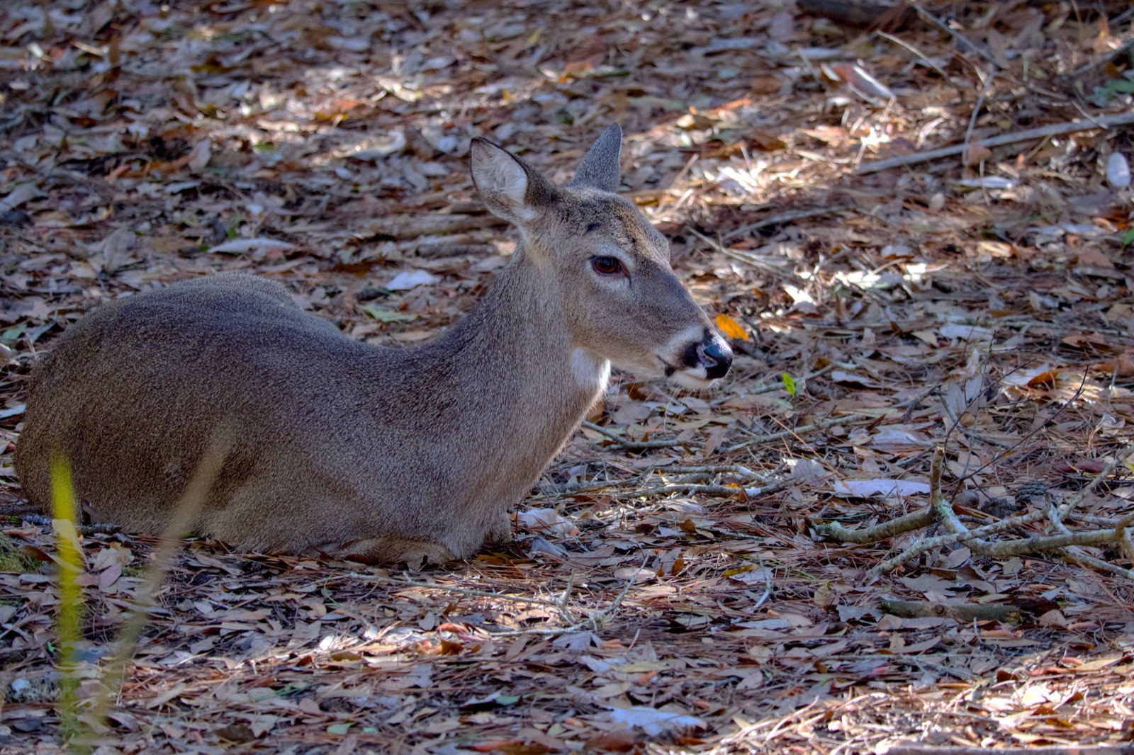 White-tailed Deer among Dry Leaves, Florida — fine art print