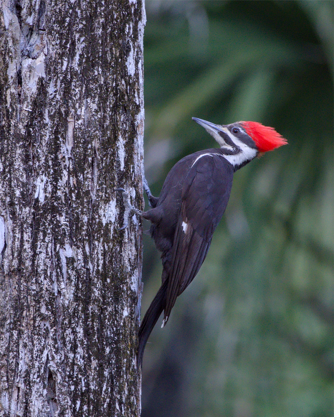 Pileated Woodpecker on a Pale Trunk, Florida — fine art print