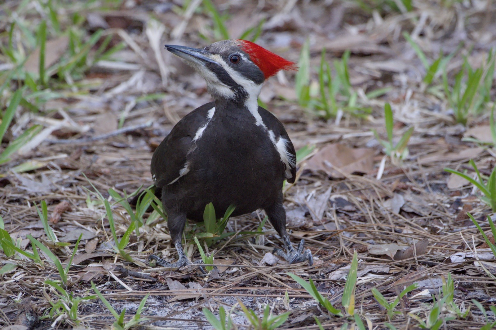 Pileated Woodpecker among Pine Needles, Florida — fine art print