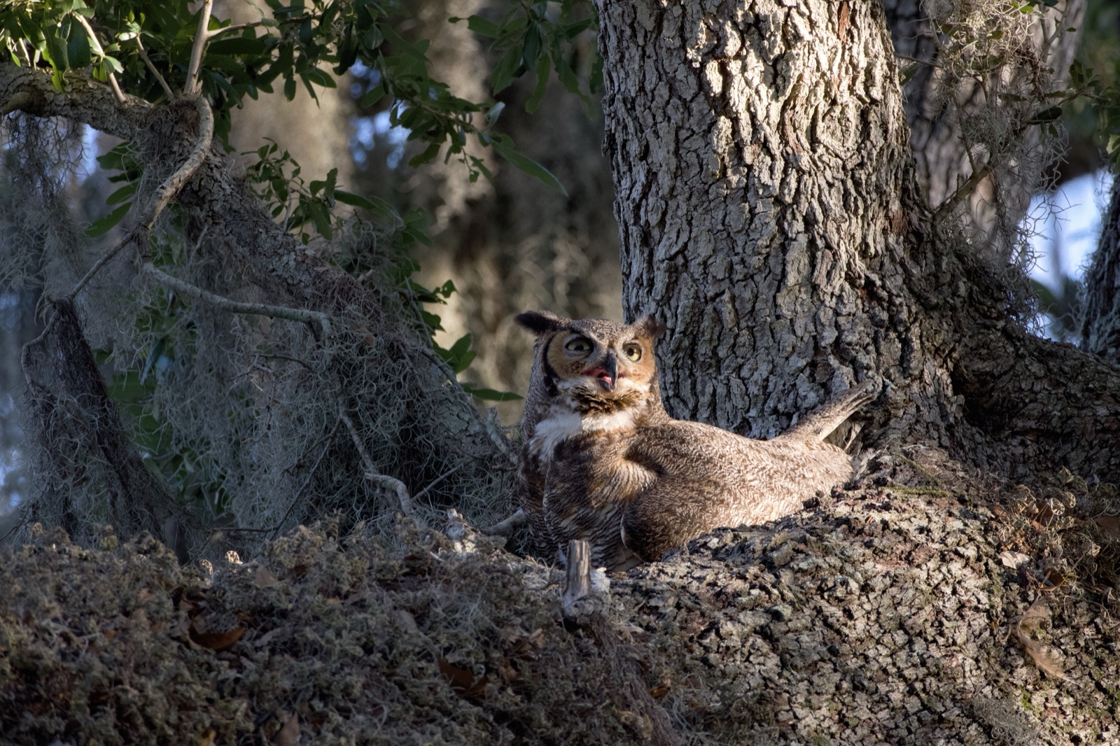 Great Horned Owl on a Mossy Trunk, Florida — fine art print
