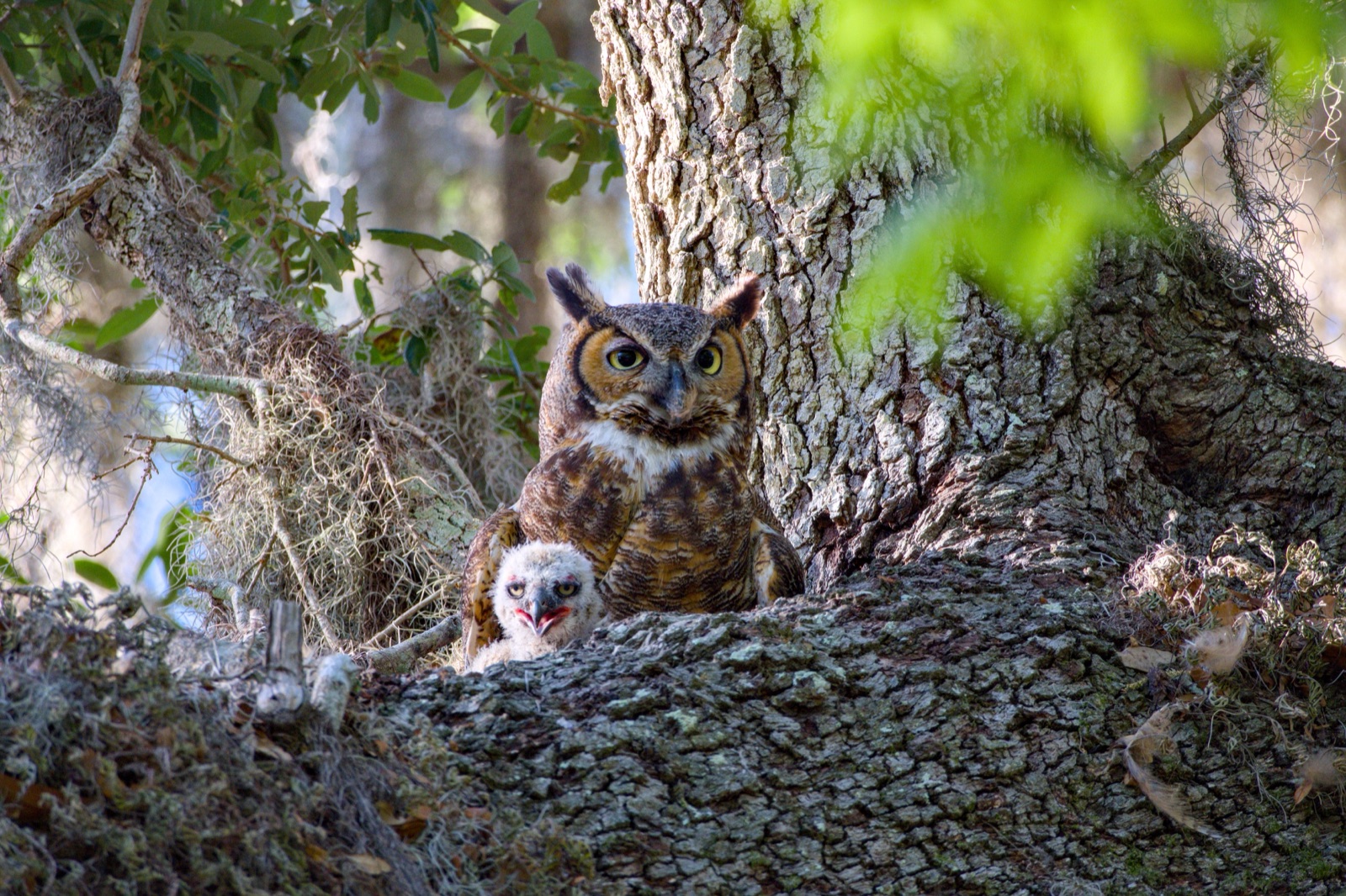 Great Horned Owl and Chick by a Trunk, Florida — fine art print