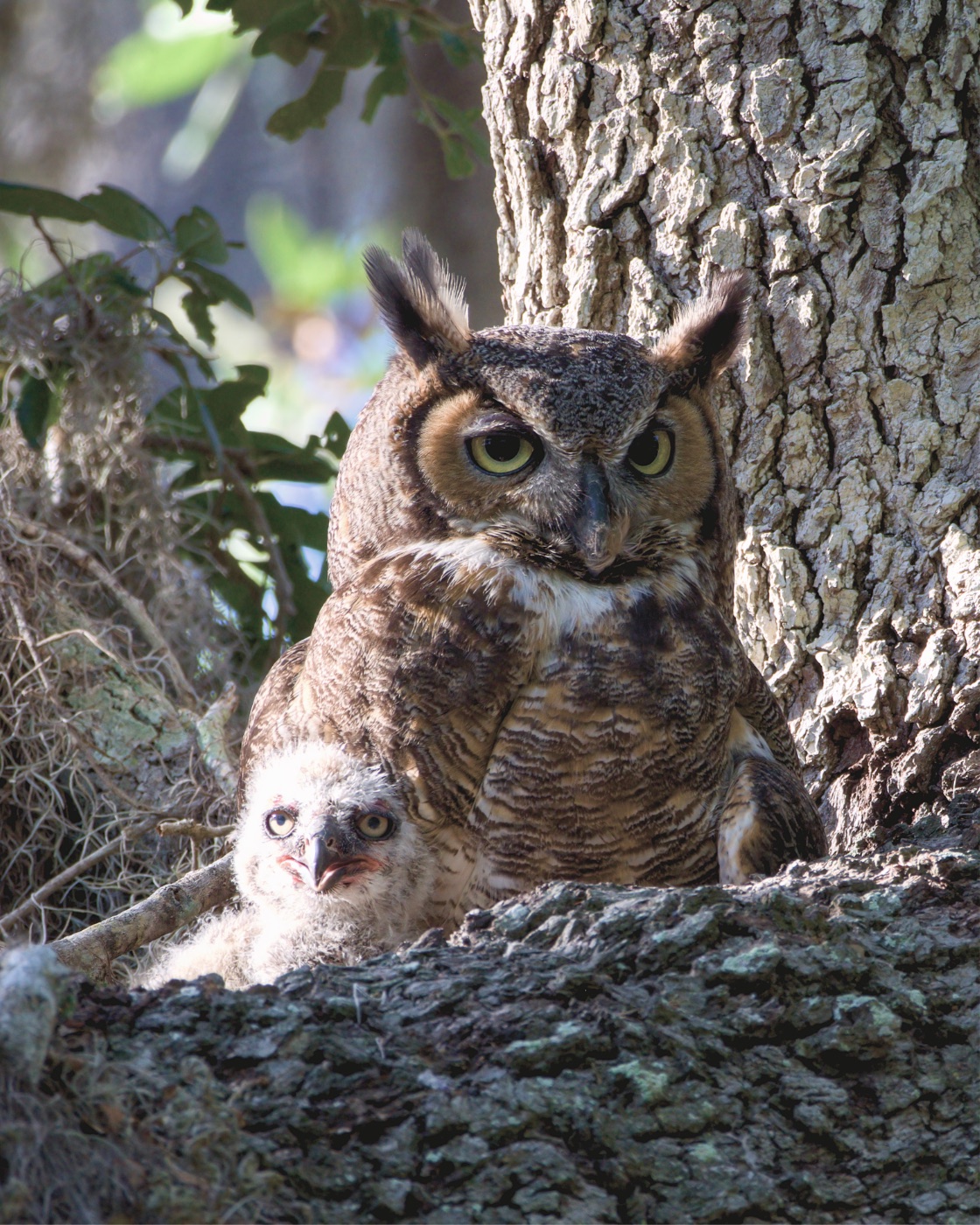 Great Horned Owl and Chick on a Limb, Florida — fine art print