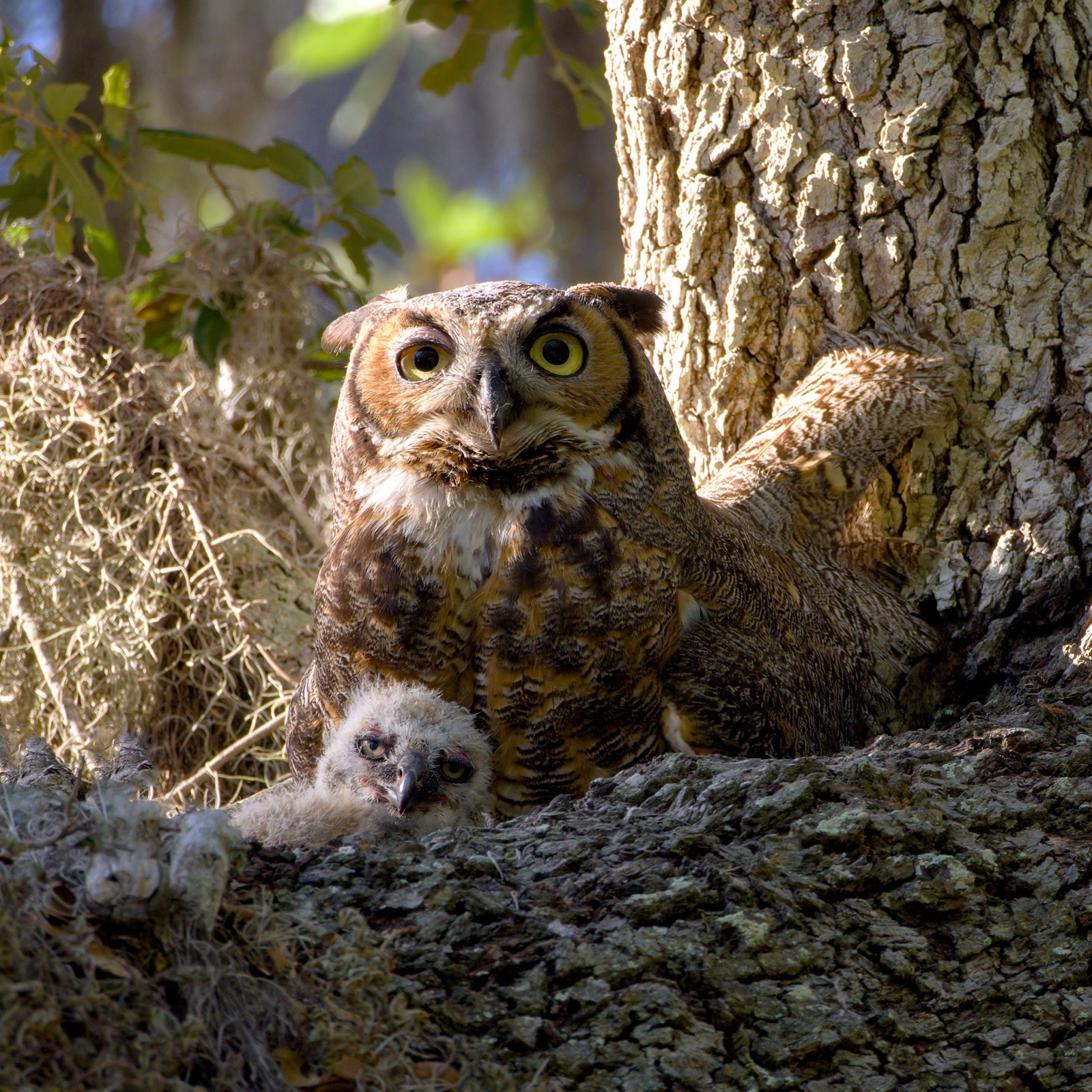 Great Horned Owl with a Downy Chick, Florida — fine art print