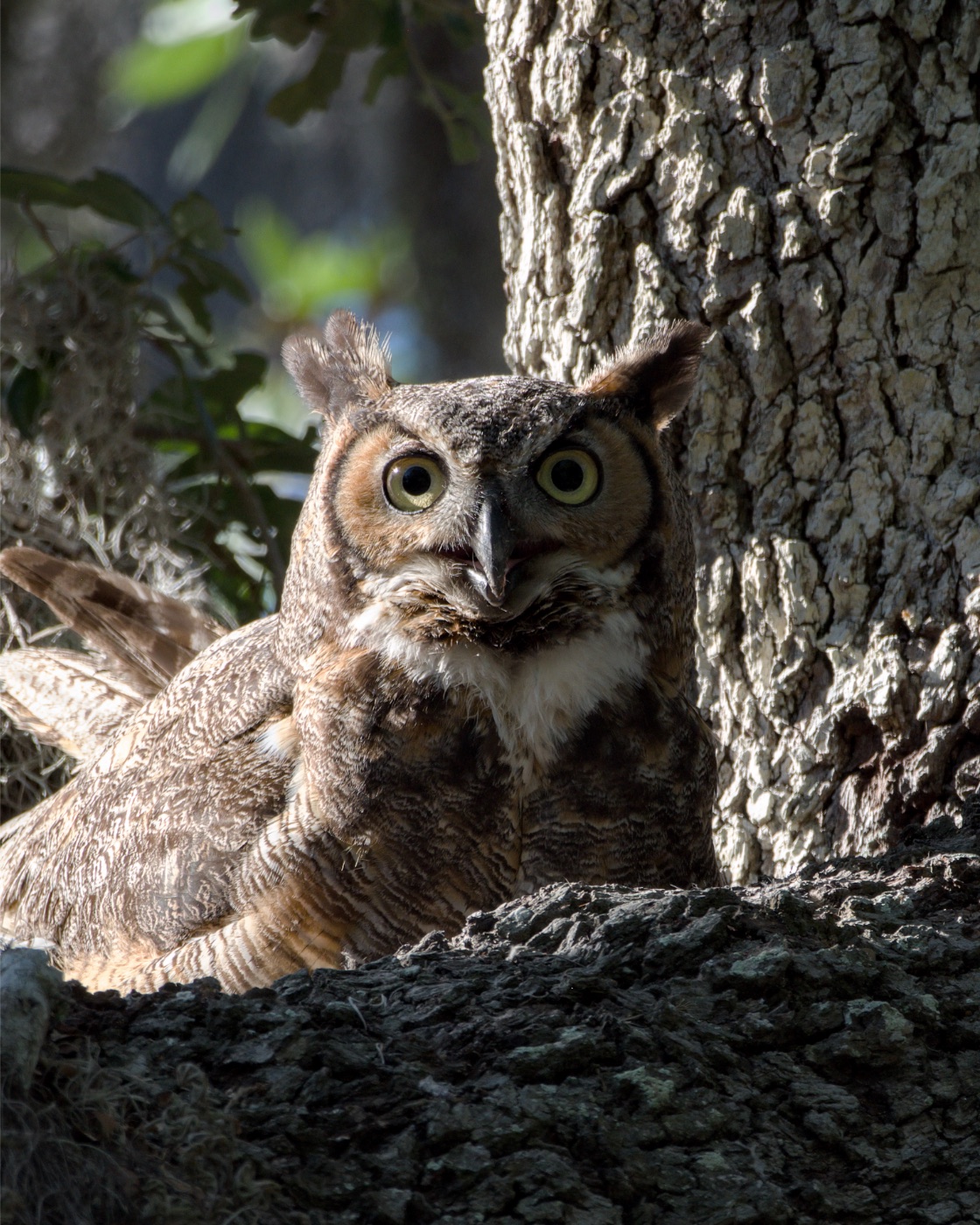 Great Horned Owl on a Thick Branch, Florida — fine art print