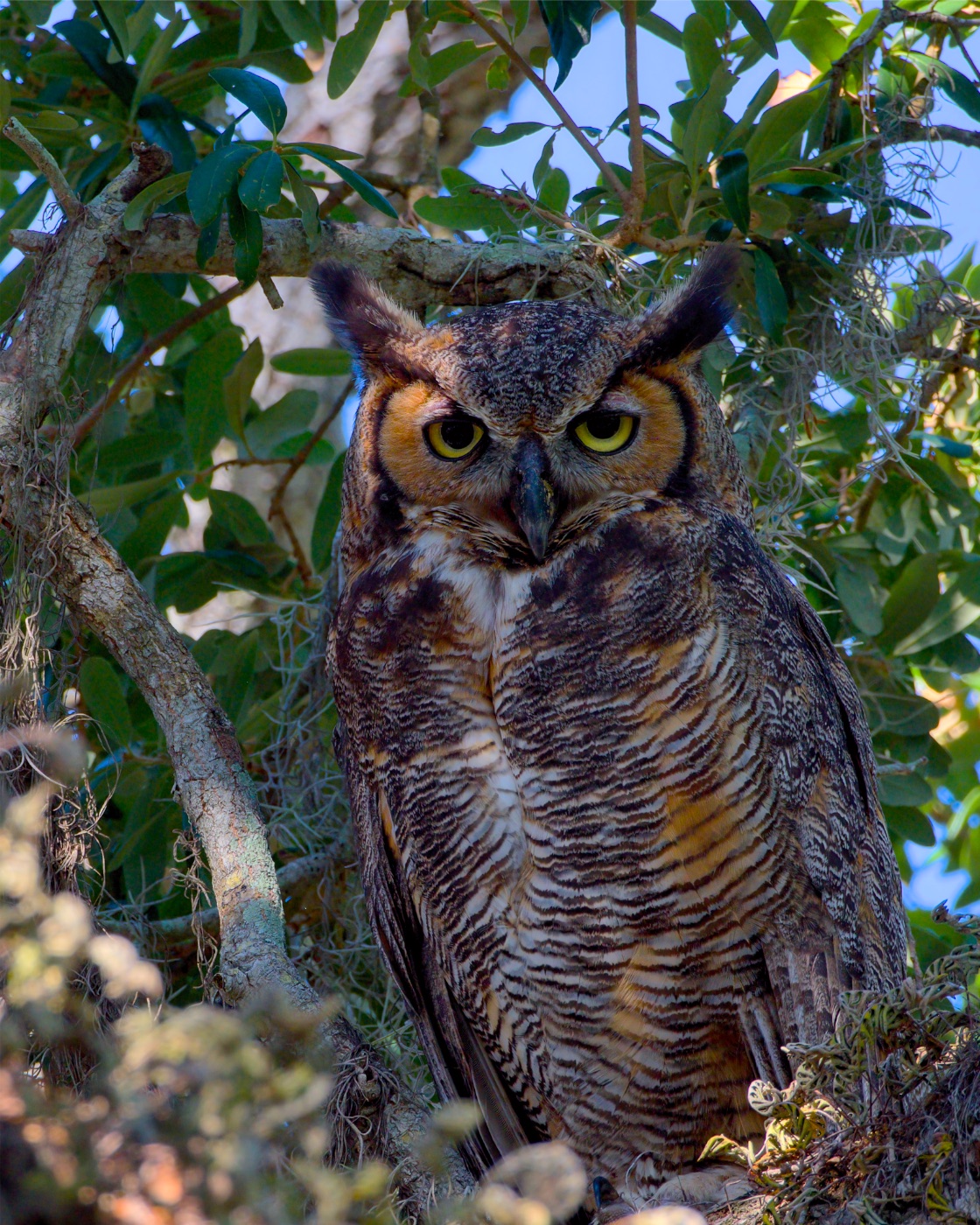 Great Horned Owl under Leafy Branches, Florida — fine art print