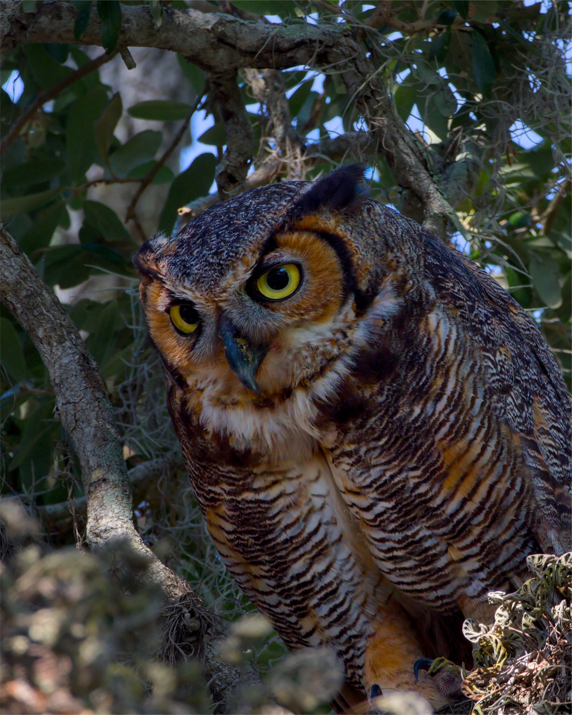 Great Horned Owl among Spanish Moss, Florida — fine art print