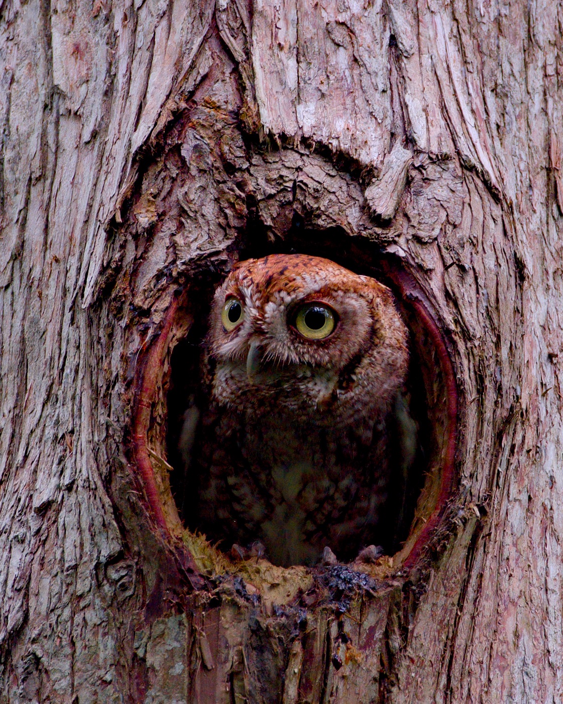 Eastern Screech-Owl inside a Trunk Cavity, Florida — fine art print