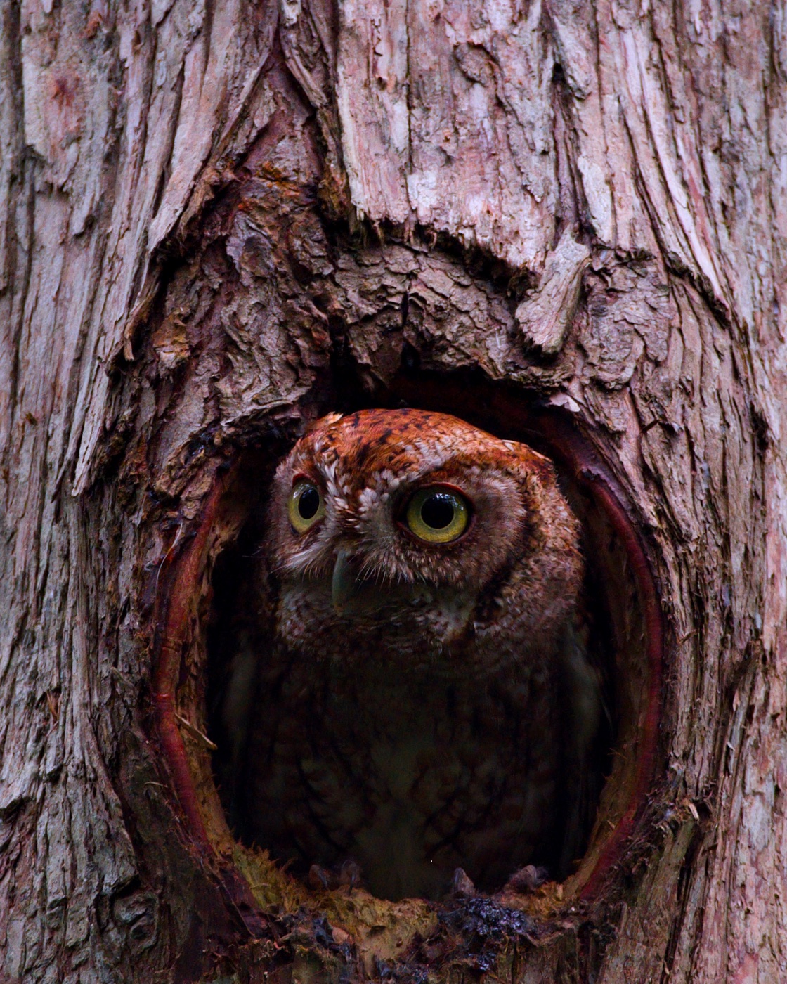 Eastern Screech-Owl in a Tree Hole, Florida — fine art print