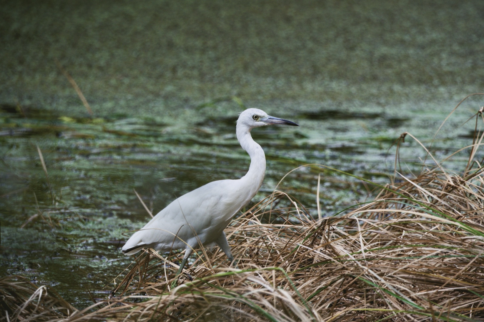 Little Blue Heron Walking through Reeds, Florida — fine art print