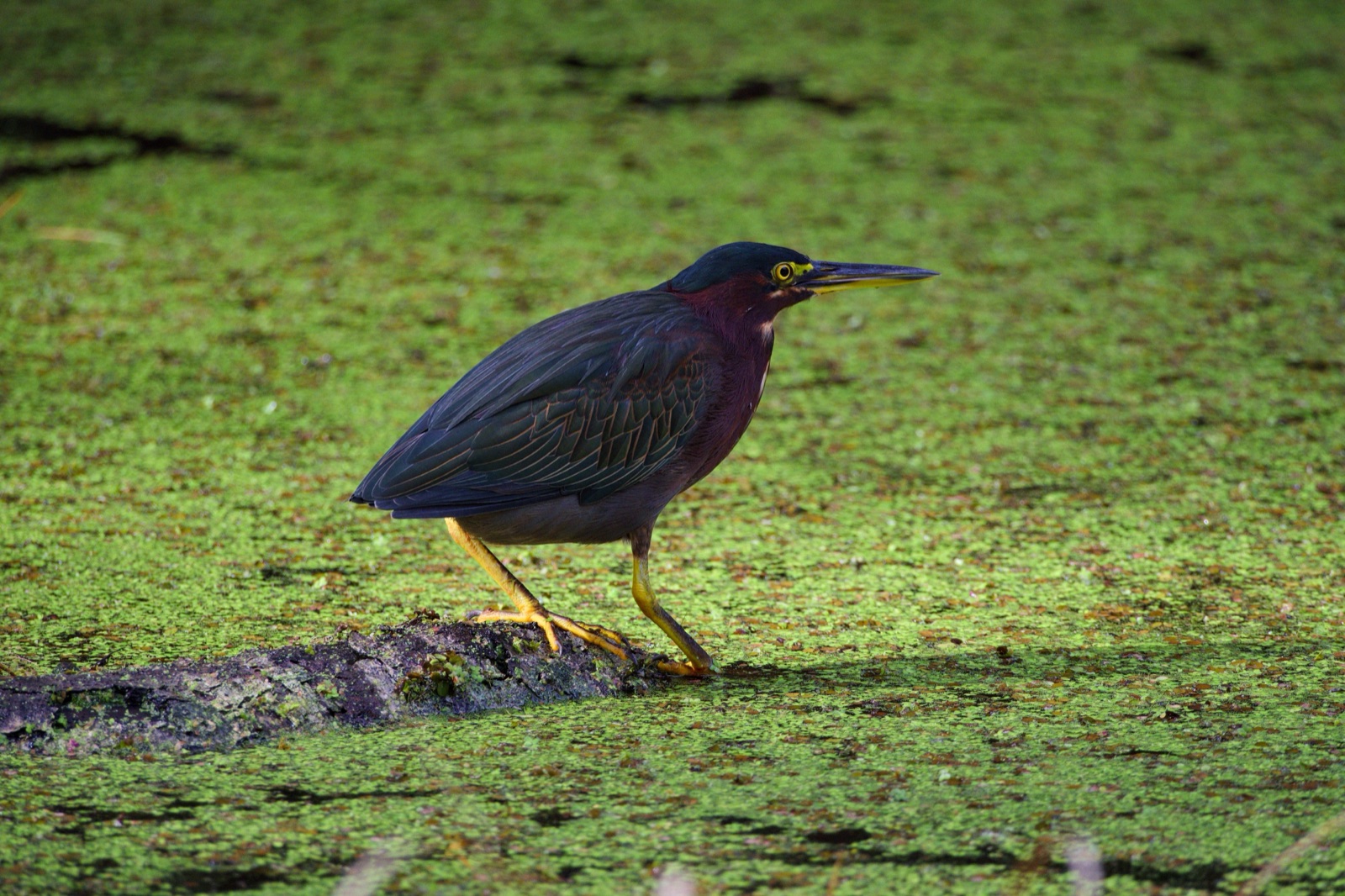 Green Heron on a Log in Duckweed, Florida — fine art print
